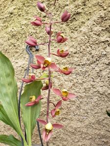 Catasetum matogrossense