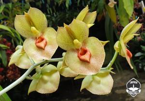 Catasetum expansum