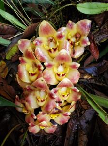 Lycomormium ecuadorense