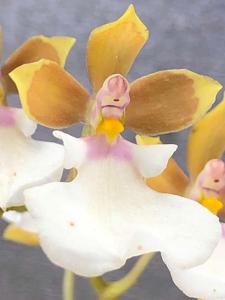 Caucaea nubigena