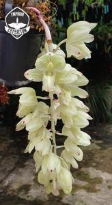 Clowesia russelliana