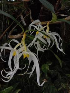 Dendrobium halmaheirense