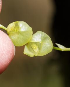 Stelis glomerosa
