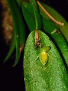 Pleurothallis discoidea