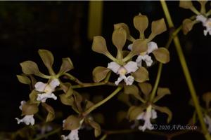 Encyclia selligera