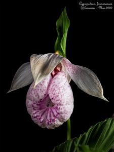 Cypripedium formosanum