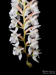 Coelogyne chinensis