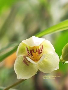 Koellensteinia graminea