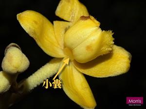 Cyrtosia falconeri