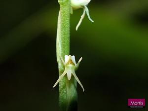 Peristylus lacertifer