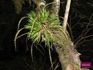 Oberonia caulescens
