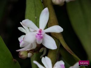 Trichoglottis rosea