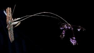 Barkeria strophinx