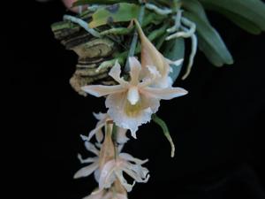 Eurychone galeandrae