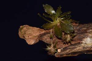 Eurystyles cotyledon