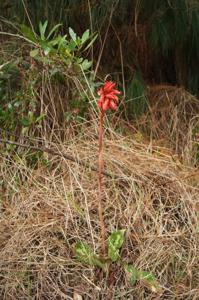 Stenorrhynchos speciosum