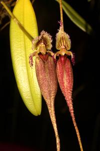 Bulbophyllum fascinator
