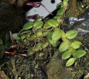 Bulbophyllum alkmaarense