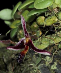 Bulbophyllum alkmaarense