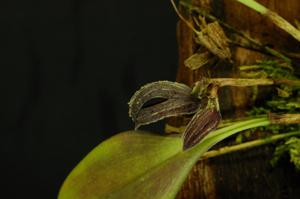 Zootrophion gracilentum