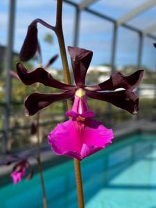 Encyclia cordigera
