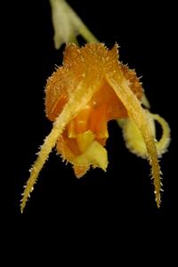 Scaphosepalum beluosum