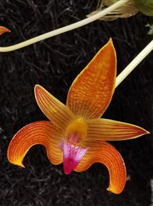 Bulbophyllum claptonense