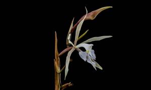 Epidendrum viviparum