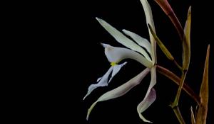 Epidendrum viviparum
