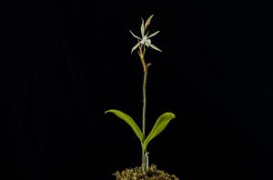 Epidendrum viviparum