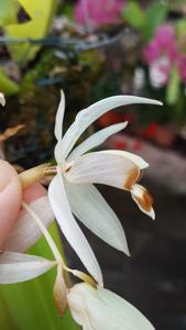 Coelogyne swaniana
