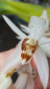 Coelogyne swaniana