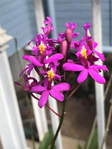 Epidendrum secundum