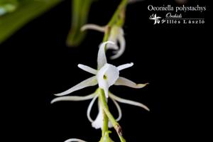 Oeoniella polystachys