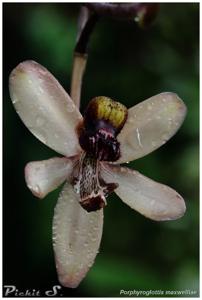 Porphyroglottis maxwelliae