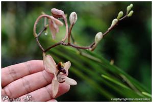 Porphyroglottis maxwelliae