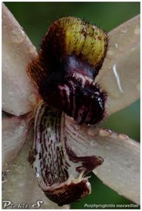 Porphyroglottis maxwelliae