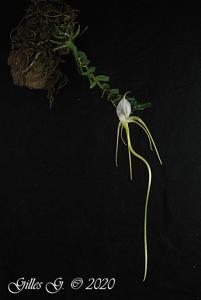 Angraecum arachnites