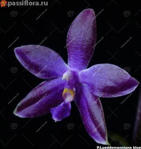 Phalaenopsis lueddemanniana
