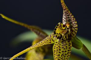 Dryadella cuspidata