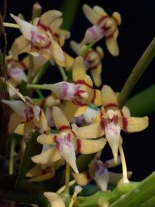 Tuberolabium odoratissimum