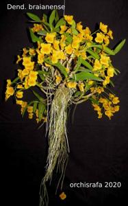 Dendrobium braianense