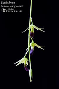 Dendrobium hemimelanoglossum
