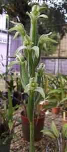 Sarcoglottis acaulis