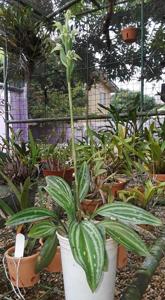 Sarcoglottis acaulis