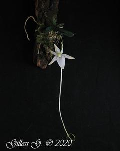 Angraecum urschianum