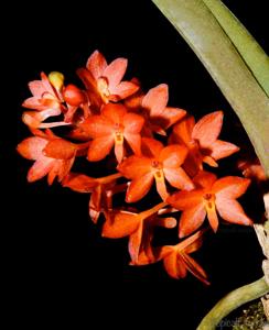 Vanda ampullacea
