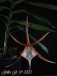 Angraecum viguieri