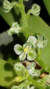 Ornithocephalus ciliatus