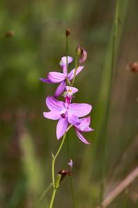 Calopogon tuberosus